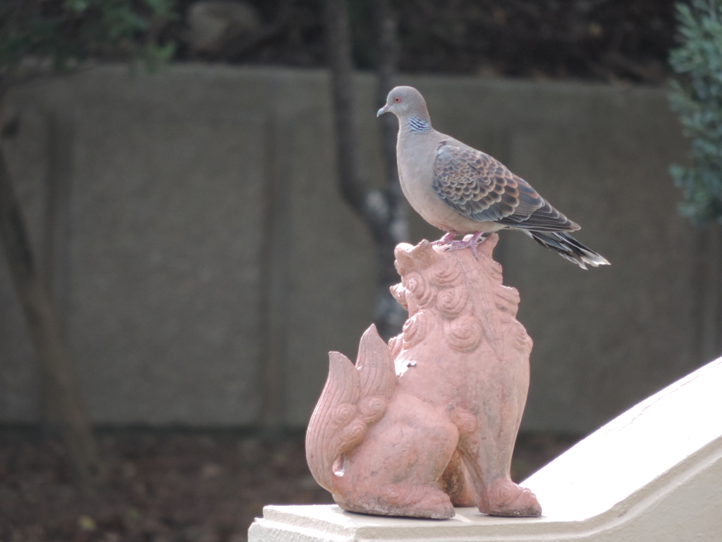沖縄のハト