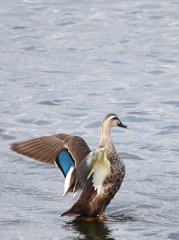 R_IMG_0860