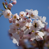 弘前公園 桜祭りⅢ