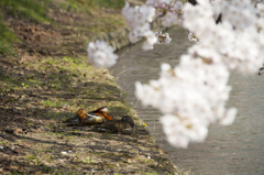 弘前公園 桜祭りⅣ