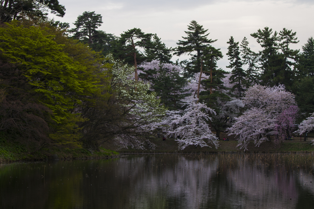 弘前公園 桜祭りⅡ