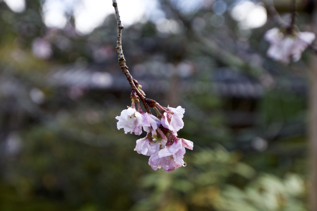 不断桜　京都　大原