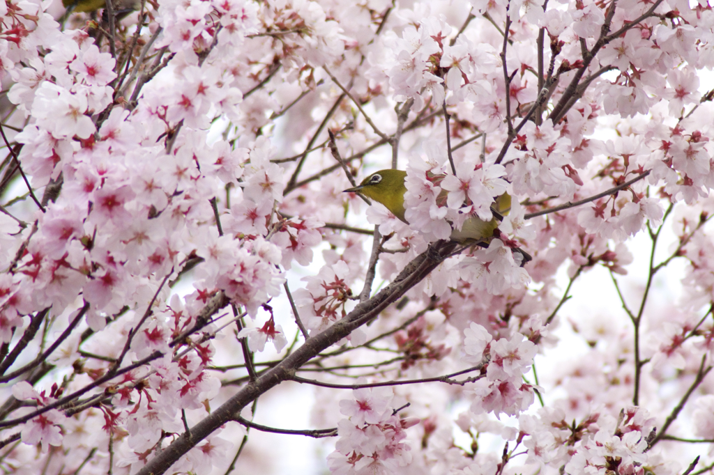 桜に戯れる