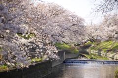 高田川千本桜