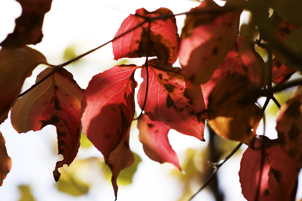 当麻寺の紅葉