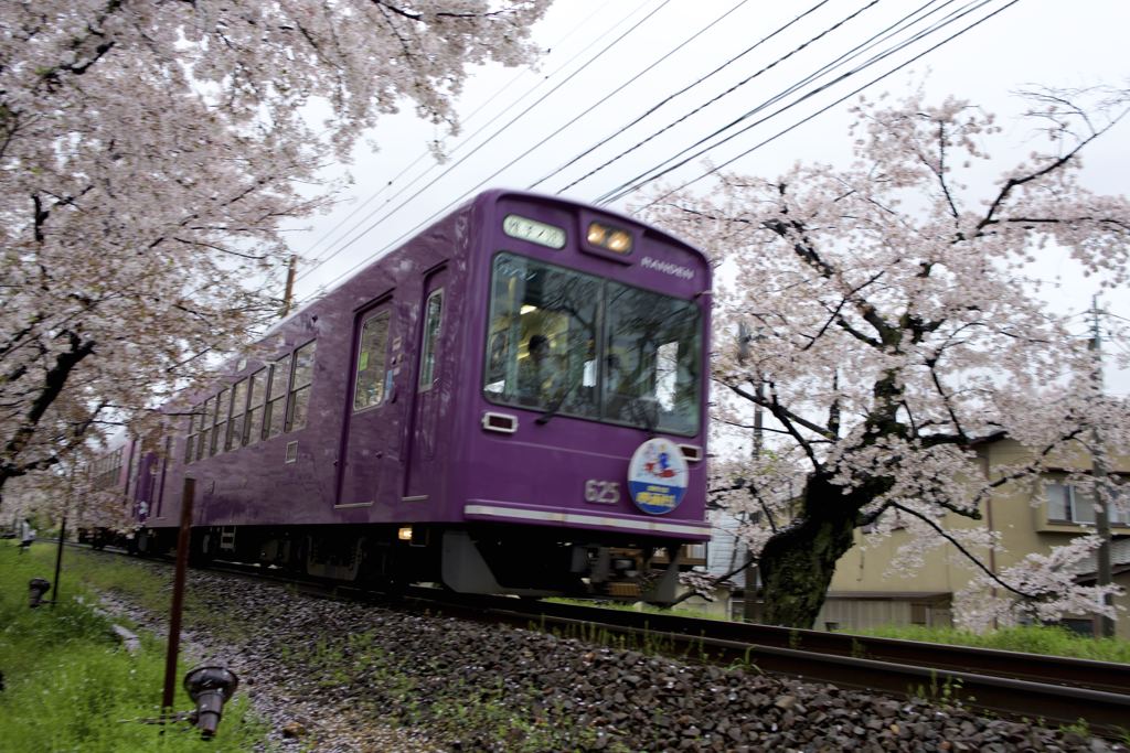桜のトンネル