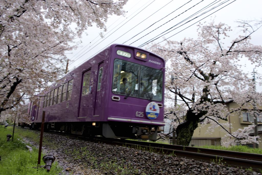 桜のトンネル