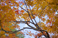 紅葉　in 岩倉具視幽棲旧宅