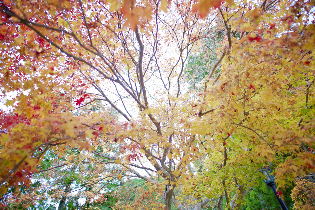 紅葉 in 高野山