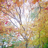 紅葉 in 高野山