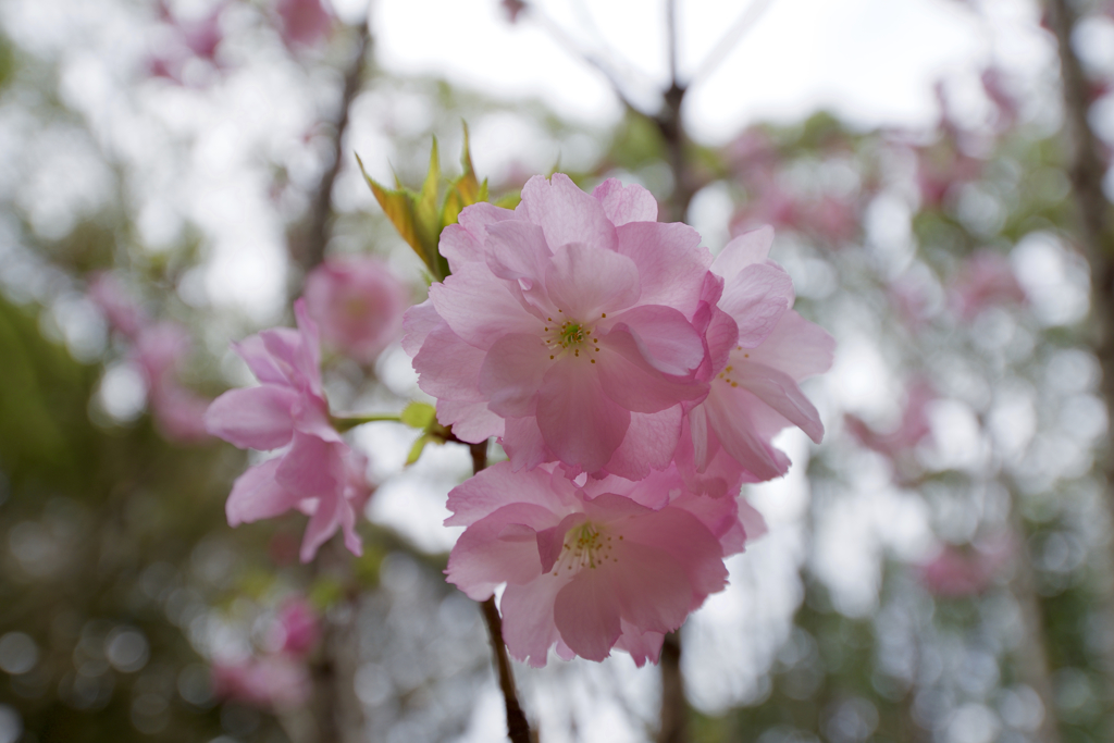 向日神社の桜