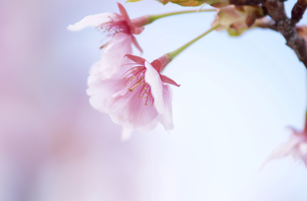 河津桜