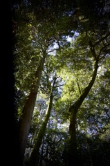 東山三十六峰を往く