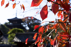 当麻寺の東塔と紅葉