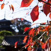 当麻寺の東塔と紅葉