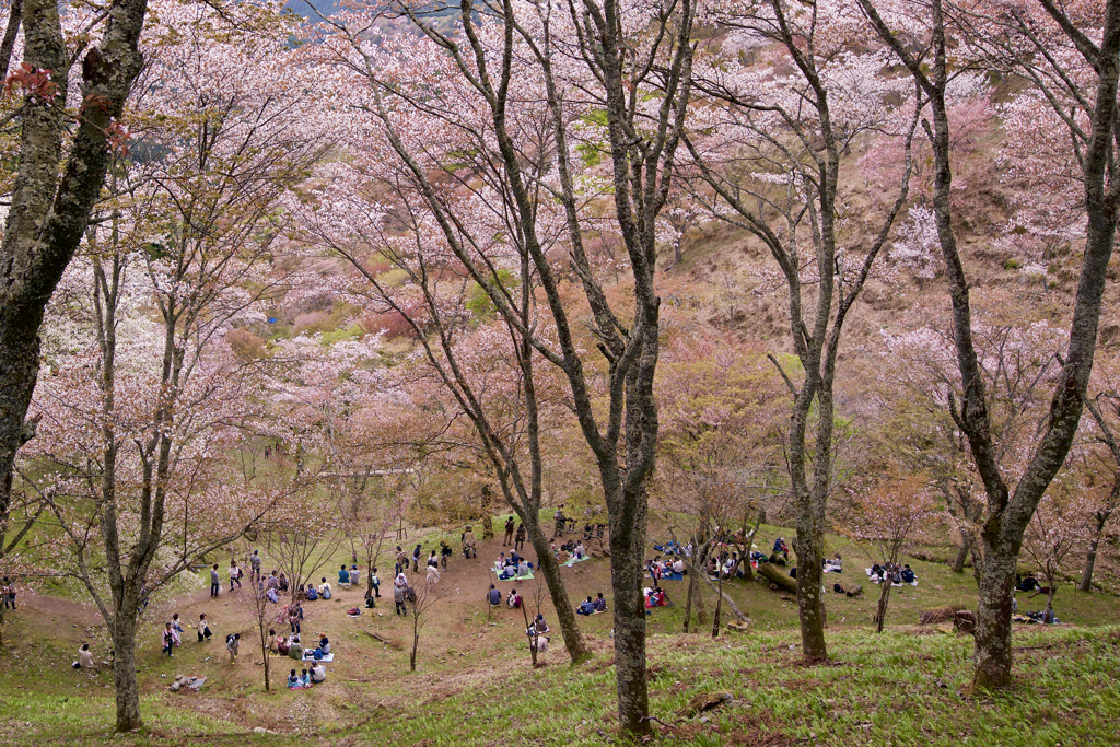 桜の木下で昼食