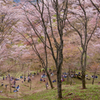 桜の木下で昼食