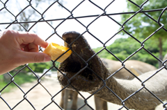 餌遣り　大人編