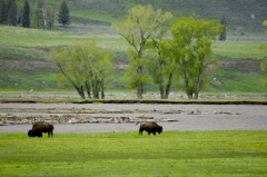 Yellowstone national park