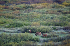 Grand Teton National Park