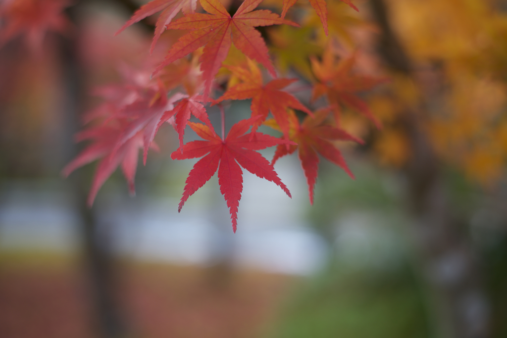 ミホミュージアムの紅葉　