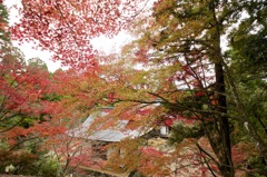 錦秋の神護寺