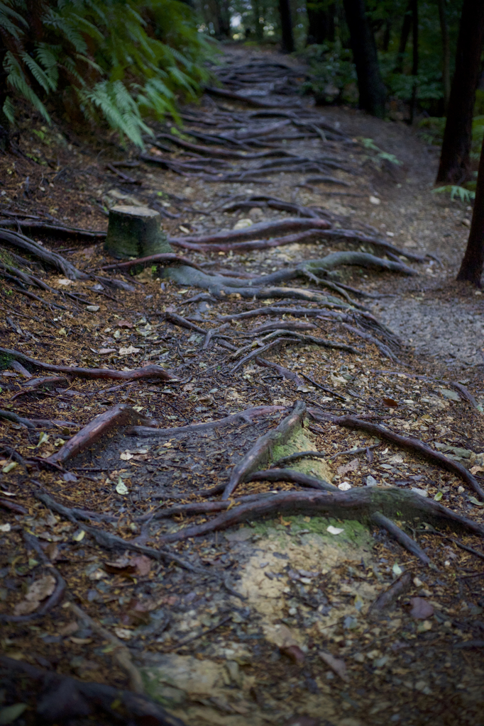 東山三十六峰を往く