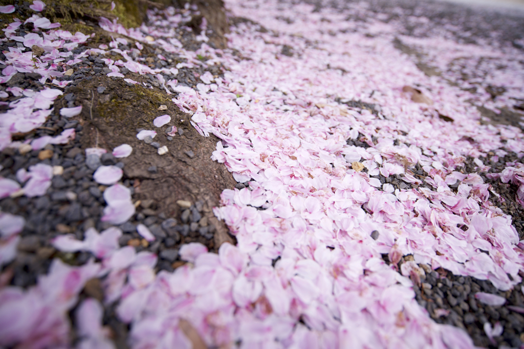 桜、散りてなお