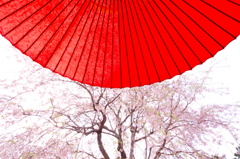 天空の桜