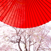 天空の桜