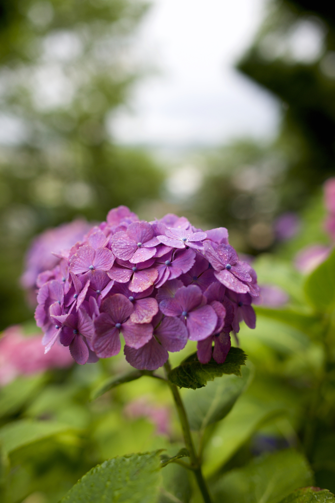 紫陽花
