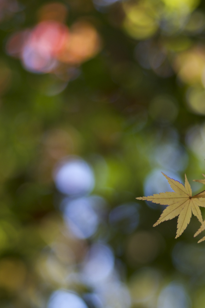 青い紅葉たち