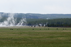 Yellowstone national park & Bison