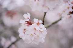 鈴虫寺の桜