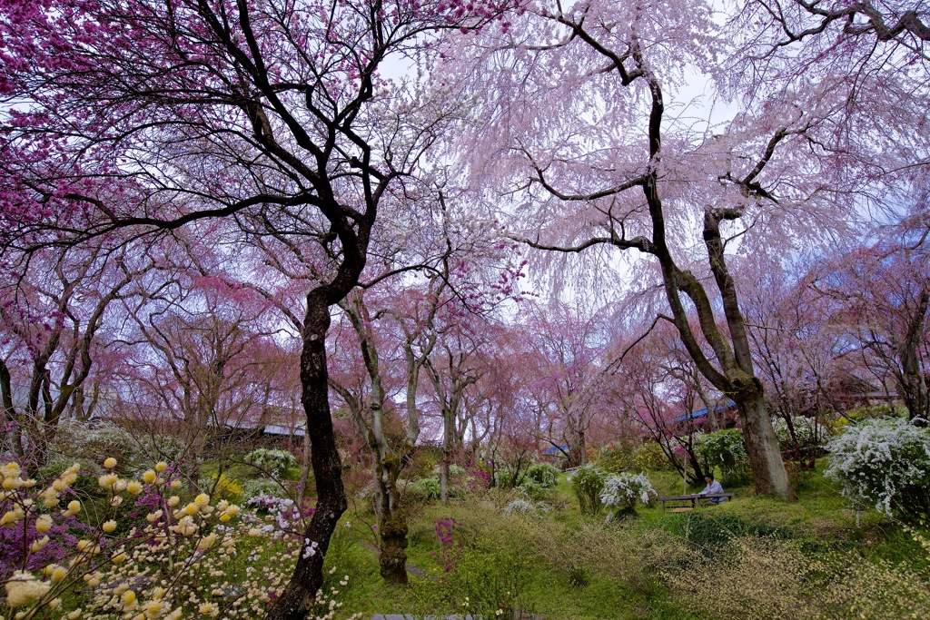 京都