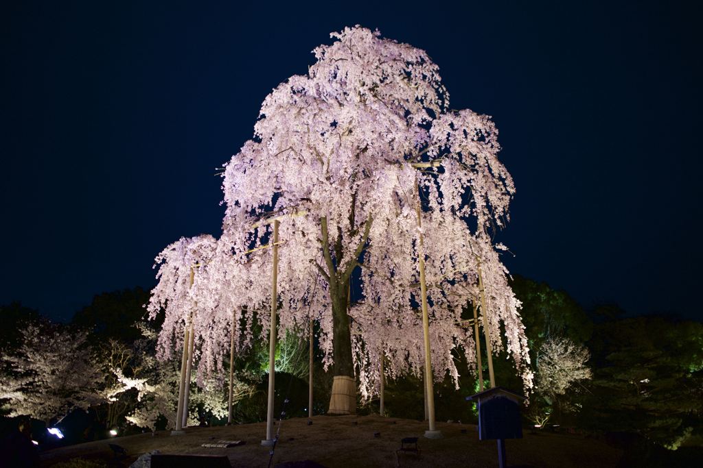 枝垂れ桜　東寺