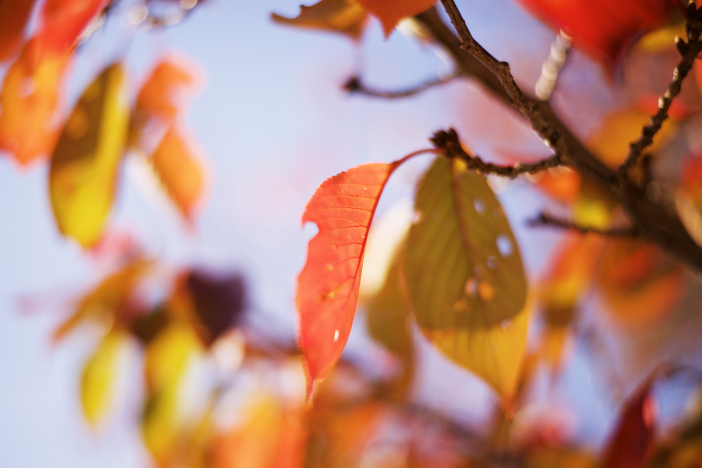 当麻寺の紅葉