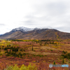 Yukonの紅葉