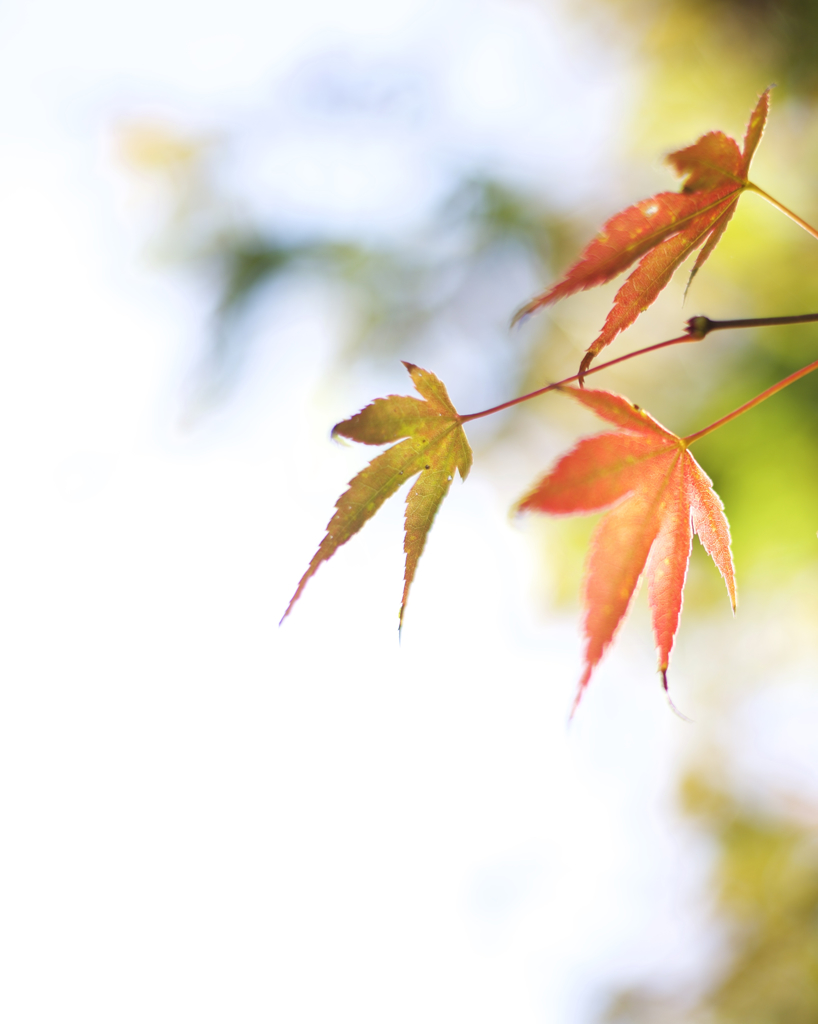 当麻寺の紅葉