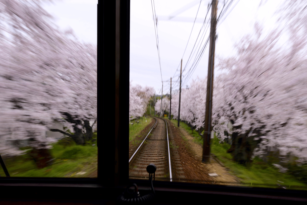 桜並木、快走中