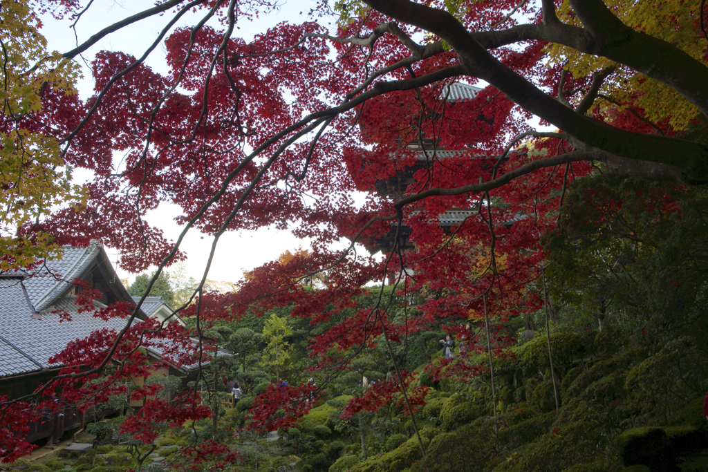 当麻寺の紅葉