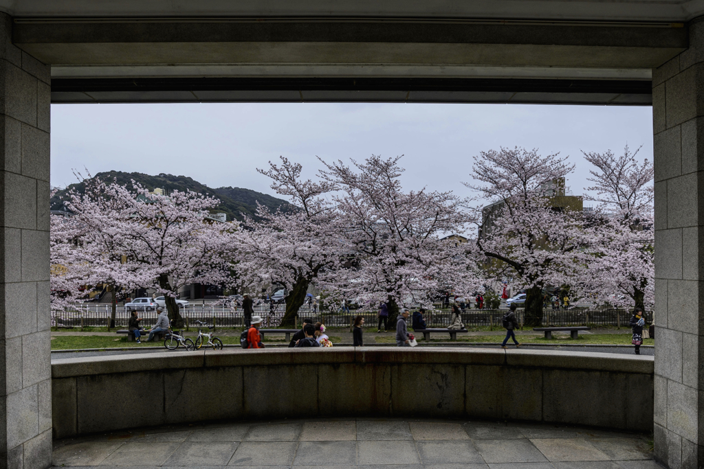 桜 in 岡崎