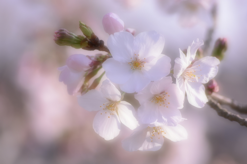 優しく花咲く sakura