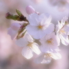 優しく花咲く sakura