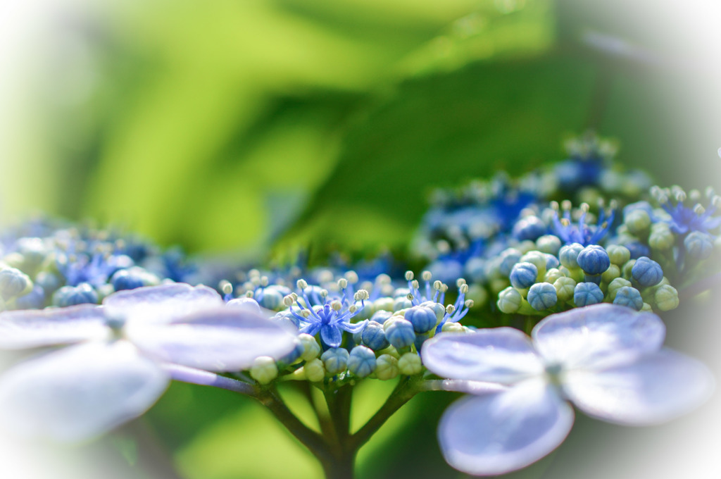 ヒカリのあたる花