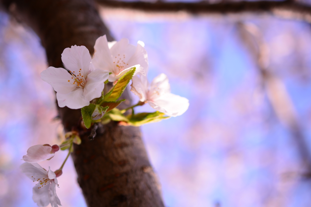 来年が楽しみな桜の新芽