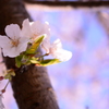 来年が楽しみな桜の新芽