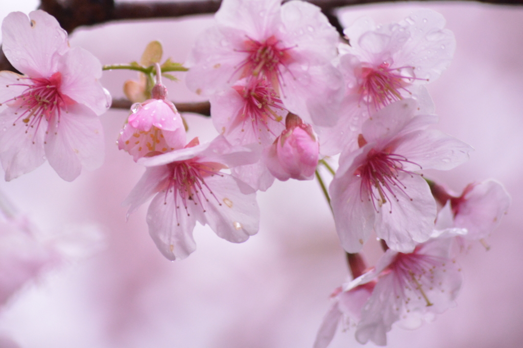風避けになり蕾を守る