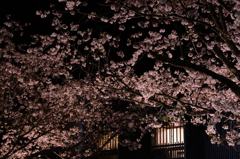 夜桜