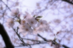 夢の中でみた桜